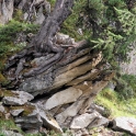 Gnarled trees, Aletsch Switzerland 11